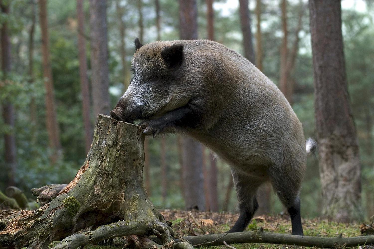 Animals in the Chernobyl exclusion zone